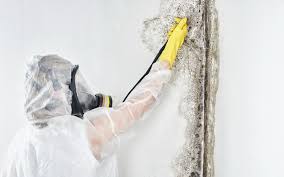 Best Biohazard Mold Removal  in Bloomington, CA